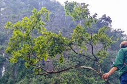 Kiểm lâm thu giữ hàng trăm cây cảnh muội hồng, phạt tiền cả trăm triệu đồng
