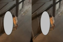 Xôn xao clip cô gái bị người đàn ông dùng vũ lực ép vào tường để thực hiện hành vi đồi bại tại hẻm vắng