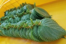 Tin tức sức khỏe - Loại lá ví như "hồi sinh phổi" ở Nhật cực đắt đỏ nhưng ở Việt Nam “rẻ như cho”