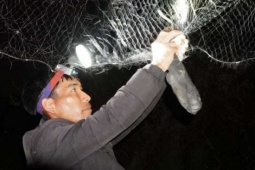 Chập tối đi bắt con vật hoang dã nhìn ghê ghê, làm kiểu này hễ ăn được là mê, ở Quảng Trị, dân bán mớ nào đắt hàng mớ đó