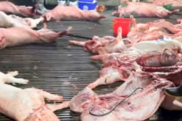 Vụ lợn bệnh vào trường học, lộ 2 trường dùng thịt của Công ty Cường Phát