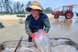 Ngư dân Nghệ An trúng 'lộc biển', mỗi ngày thu tiền triệu