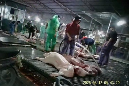 Ai chịu trách nhiệm để lợn bệnh vào bữa ăn của người tiêu dùng?