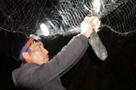 Chập tối đi bắt con vật hoang dã nhìn ghê ghê, làm kiểu này hễ ăn được là mê, ở Quảng Trị, dân bán mớ nào đắt hàng mớ đó