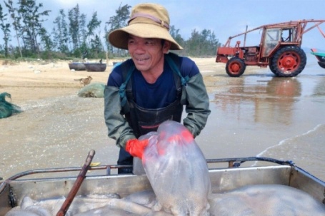 Ngư dân Nghệ An trúng 'lộc biển', mỗi ngày thu tiền triệu