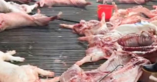 Vụ lợn bệnh vào trường học, lộ 2 trường dùng thịt của Công ty Cường Phát