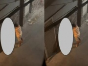 Xôn xao clip cô gái bị người đàn ông dùng vũ lực ép vào tường để thực hiện hành vi đồi bại tại hẻm vắng