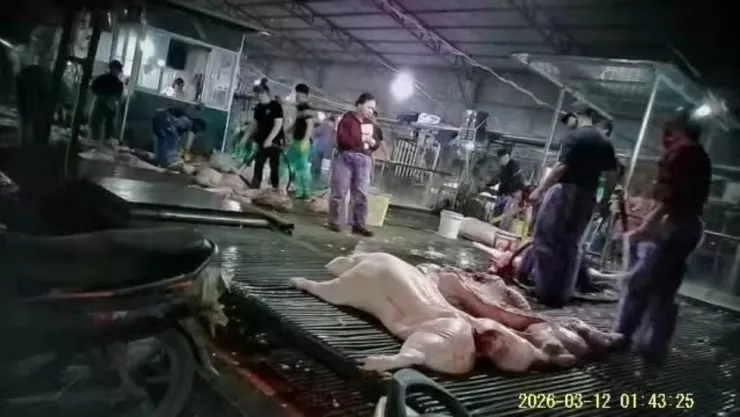 Hiện trường cơ sở giết mổ tại xã Nam Phù vừa bị cơ quan CSĐT triệt phá