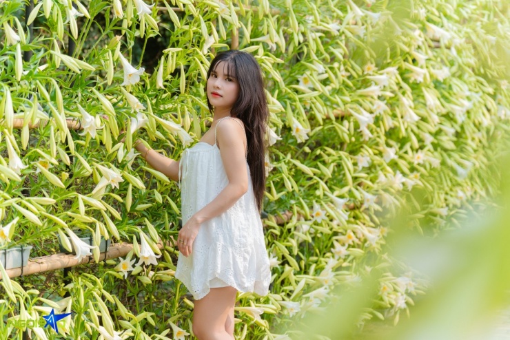 Con đường hoa loa kèn trong nông trại 16.000 m2 hút khách check-in - 6