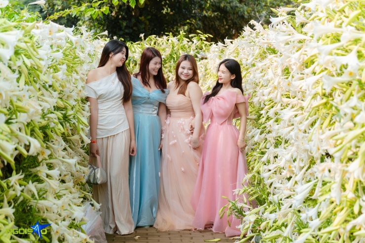 Con đường hoa loa kèn trong nông trại 16.000 m2 hút khách check-in - 7