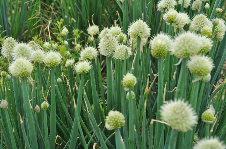 Bạn sẽ bỏ lỡ điều tuyệt vời nếu không biết cách thưởng thức loại rau này