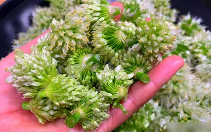 Loại rau nhiều người biết, ít người ăn, đừng chỉ ăn lá, hoa cũng cực tươi ngon, mềm mại, thơm phức - 3