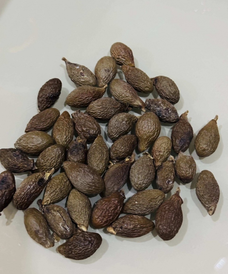 Hạt ươi khô trước khi ngâm phải được rửa sạch sẽ.