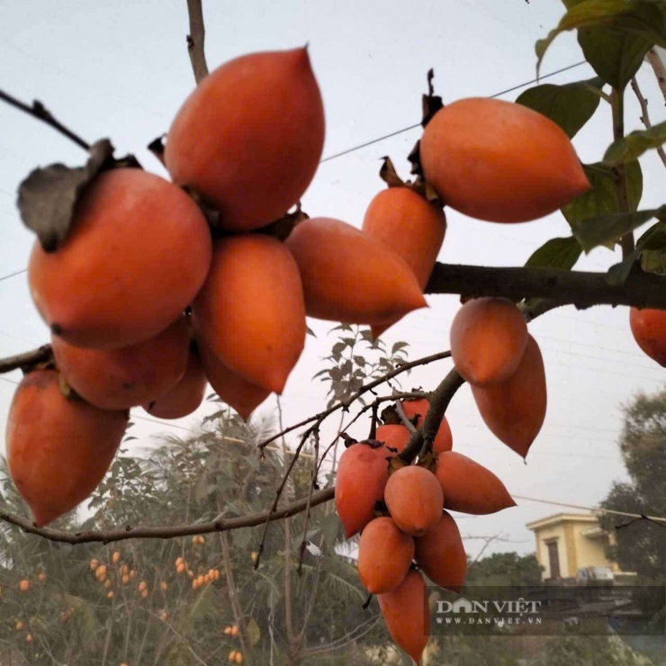 Cây hồng “mọc” quả hồng hình dáng lạ ở Thanh Hóa, đỏ như pháo, gốc như cây cổ thụ, giá trăm triệu vẫn khó mua - 2