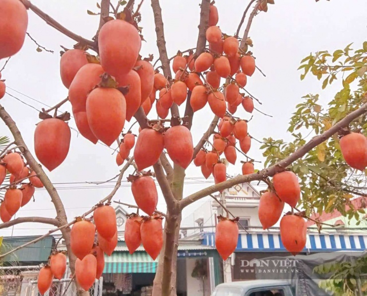 Quả hồng tứ quý Đa Lộc (xã Vạn Lộc, tỉnh Thanh Hóa) khi chín có màu đỏ rực rỡ khiến giới chơi cây cảnh trầm trồ khen ngợi. Ảnh: Đức Hoài