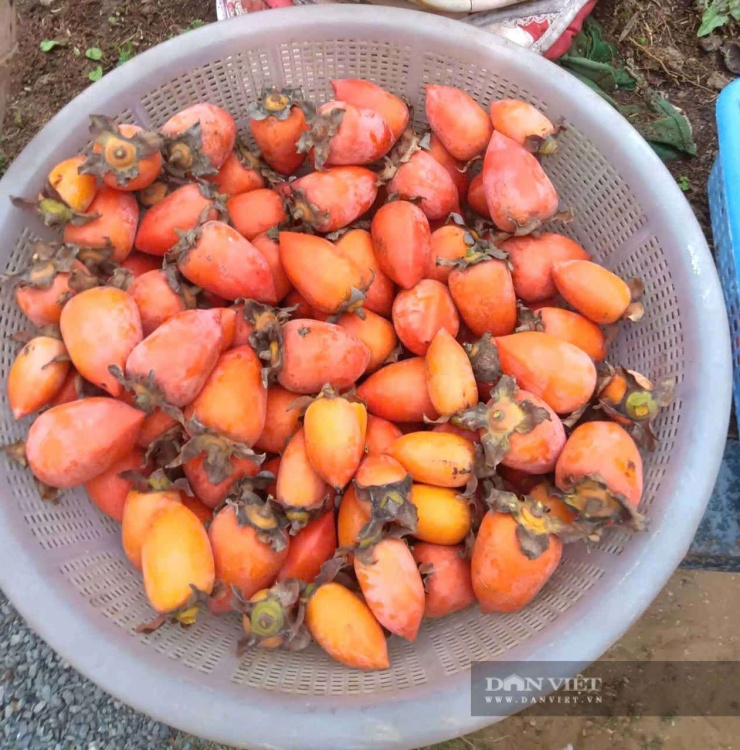 Cây hồng “mọc” quả hồng hình dáng lạ ở Thanh Hóa, đỏ như pháo, gốc như cây cổ thụ, giá trăm triệu vẫn khó mua - 3