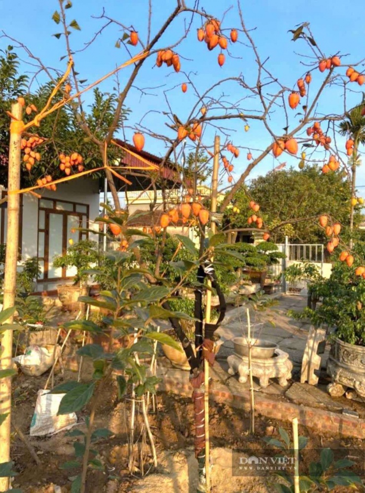 Giá trị cây hồng tứ quý Đa Lộc còn&nbsp;phụ thuộc vào độ tuổi, dáng thế và lượng quả trên cành. Ảnh: Vũ Vương