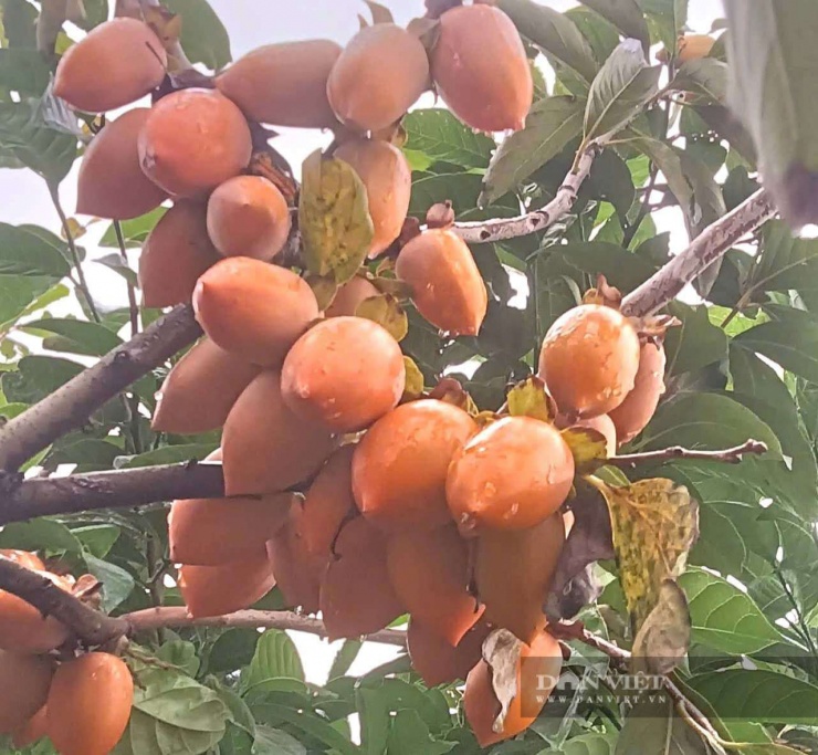 Ngoài chùm quả đỏ rực rỡ, hồng tứ quý Đa Lộc còn được xem là "kho báu sống" mang ý nghĩa trường tồn, thịnh vượng. Ảnh: Đức Hoài