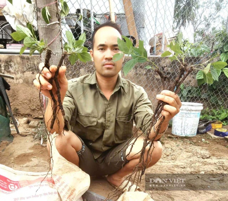 Khai thác rễ để ươm cây con nhằm đảm bảo giống hồng Đa Lộc nguyên bản. Ảnh: VV