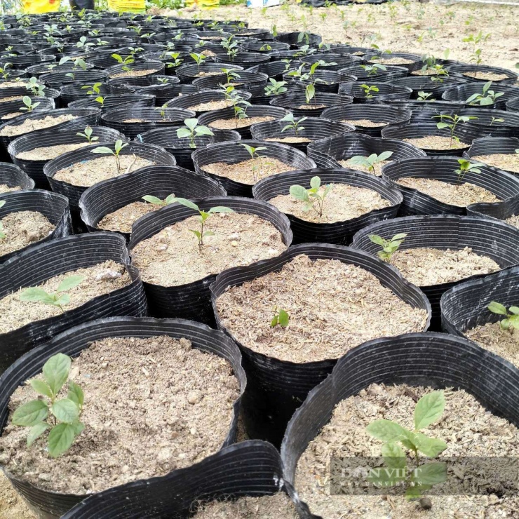 Cây hồng “mọc” quả hồng hình dáng lạ ở Thanh Hóa, đỏ như pháo, gốc như cây cổ thụ, giá trăm triệu vẫn khó mua - 6