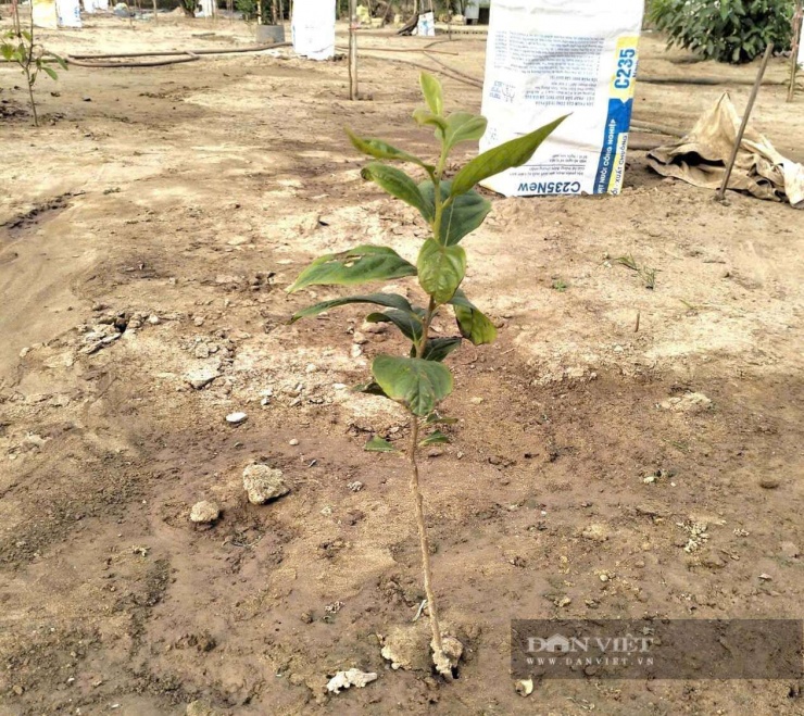 Một cây hồng giống tứ quý Đa Lộc giá từ 300.000 đồng đến 5.000.000 đồng/cây. Ảnh: Vũ Vương