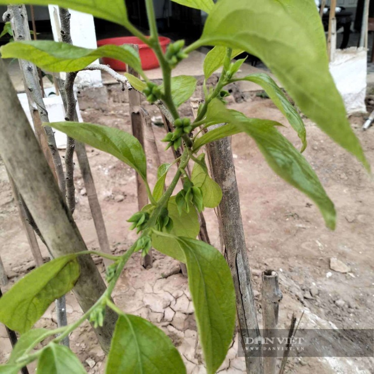 Hồng tứ quý Đa Lộc ra nhiều lượt quả trên một cây. Ảnh: Vũ Vương