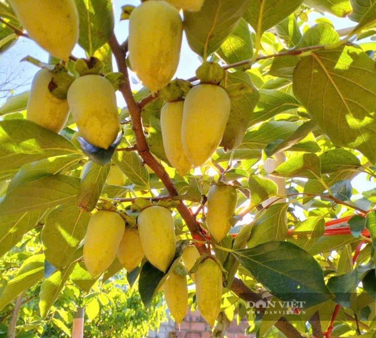 Cây hồng chăm sóc tốt luôn "đẻ" nhiều quả. Ảnh: Vũ Vương