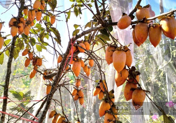 Để ngăn các loài chim bay tới ăn quả, nhiều nhà vườn ở Vạn Lộc dùng lưới cước bao quanh cây. Ảnh: Vũ Vương