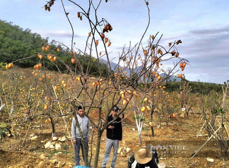 Khi mùa đông đến cây hồng bắt đầu rụng lá để lộ những quả đỏ xám. Ảnh: Vũ Vương