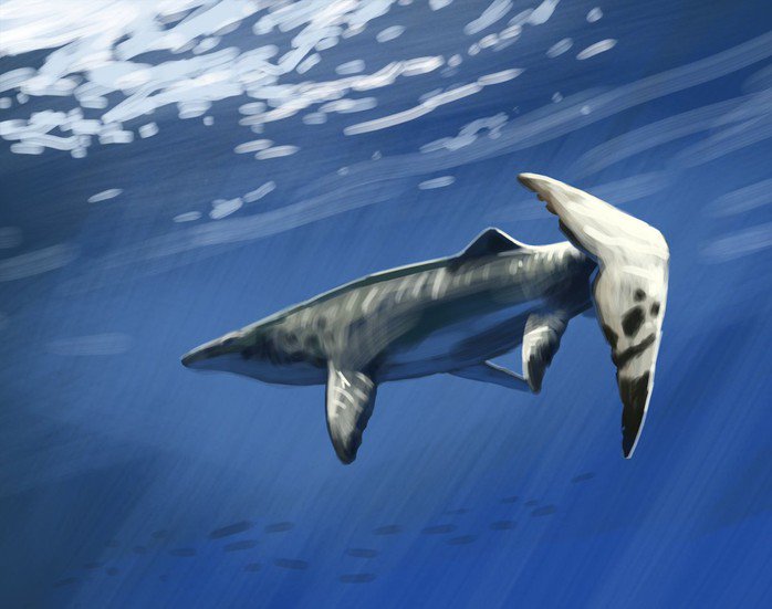 Thủy quái Pluridens imelaki khi còn sống - Ảnh đồ họa: Machuky Paleoart/X