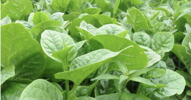 Không nên ăn rau mồng tơi cùng với thịt bò. Bởi điều này có thể làm mất đi tính nhuận tràng, khiến tiêu hóa kém hơn và làm nặng thêm bệnh táo bón.