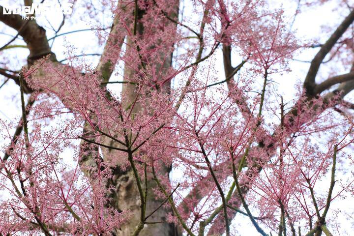 'Vương giả chi hoa' khoe sắc hồng tím trong Hoàng cung Huế - 9