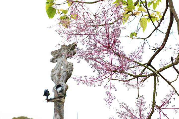 'Vương giả chi hoa' khoe sắc hồng tím trong Hoàng cung Huế - 11