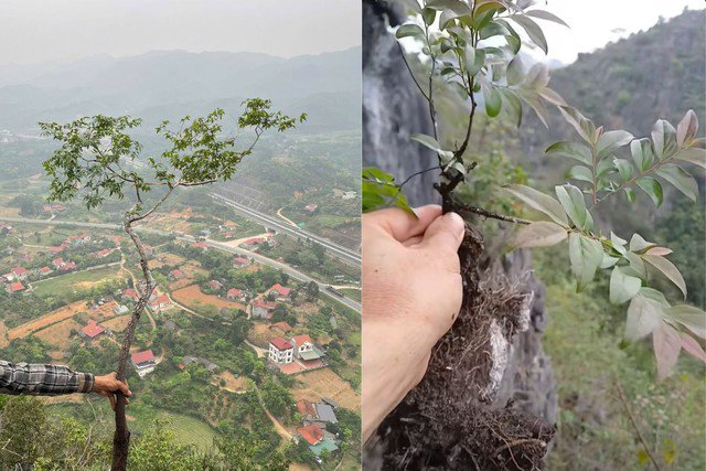 Khai thác cây muội hồng trong rừng tự nhiên là vi phạm pháp luật.