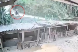 Clip: Phóng xe xuống dốc mất lái, cô gái bay thẳng vào chuồng gia súc