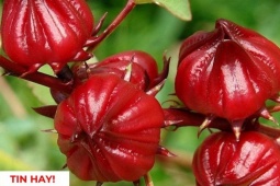 Tin tức sức khỏe - Loài hoa đỏ như rượu vang hỗ trợ hô hấp hiệu quả, nhiều người uống mỗi ngày mà không biết!