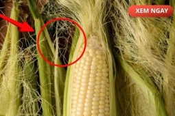 Tin tức sức khỏe - Bộ phận thường bị vứt bỏ, nhưng nếu dùng đúng cách lại trở thành “nước đại bổ” giúp giảm tiểu đêm, tiểu nhiều lần