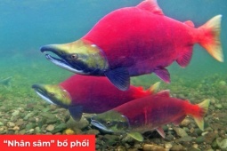 Tin tức sức khỏe - "Nhân sâm dưới nước" siêu đắt đỏ, được ví như “vàng lỏng” cho người đàm, ho, khó thở!