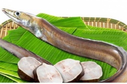 Lùng mua loài cá hiếm siêu dài, cực kỳ bổ dưỡng