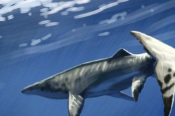 Thủy quái dài 9 mét xuất hiện giữa mỏ phốt phát