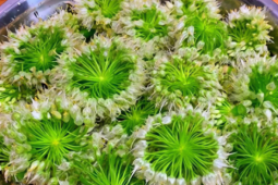 Loại rau nhiều người biết, ít người ăn, đừng chỉ ăn lá, hoa cũng cực tươi ngon, mềm mại, thơm phức