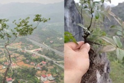 Cây muội hồng đang được săn lùng làm cảnh có gì đặc biệt?