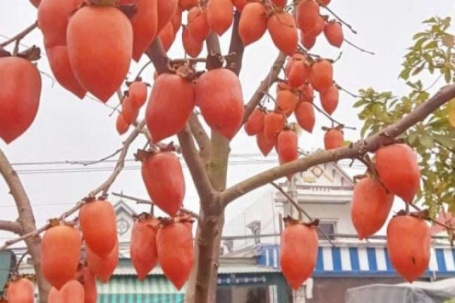 Cây hồng “mọc” quả hồng hình dáng lạ ở Thanh Hóa, đỏ như pháo, gốc như cây cổ thụ, giá trăm triệu vẫn khó mua