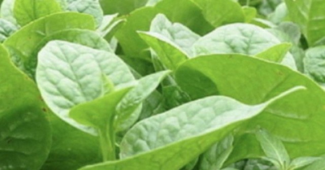 Bị sỏi thận có nên ăn rau mồng tơi không?