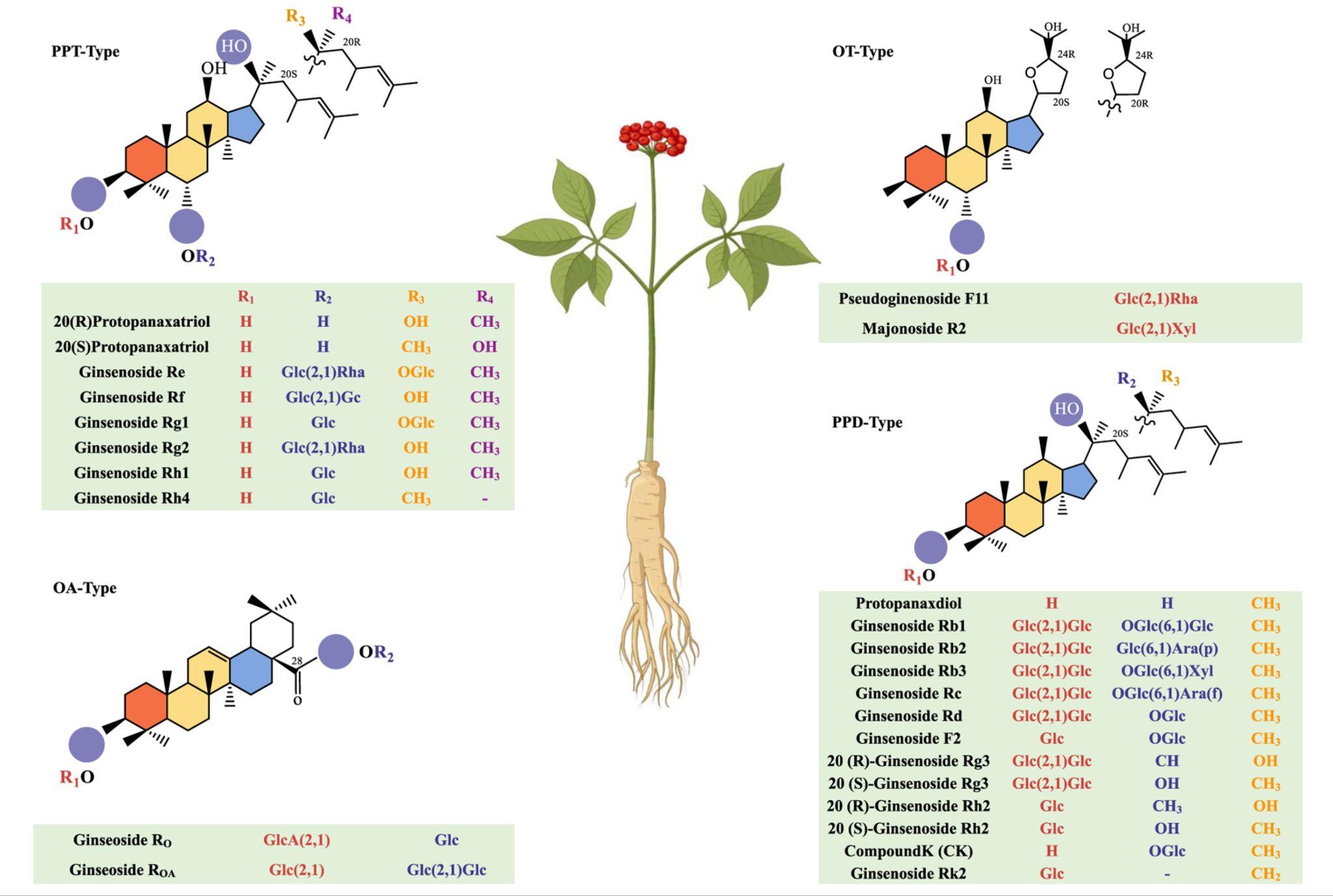 Ginsenosides là nhóm hoạt chất sinh học quan trọng tạo nên giá trị của nhân sâm. (Nguồn frontiers)