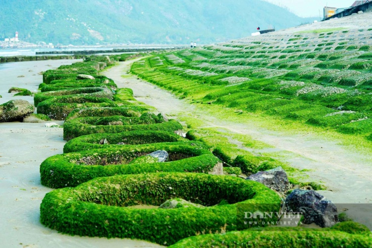 Theo ghi nhận, dọc tuyến kè biển Thiên Cầm (Hà Tĩnh) dài gần 1km, rêu xanh phát triển thành từng mảng lớn, bám dày trên các tảng đá và khối bê tông chắn sóng.