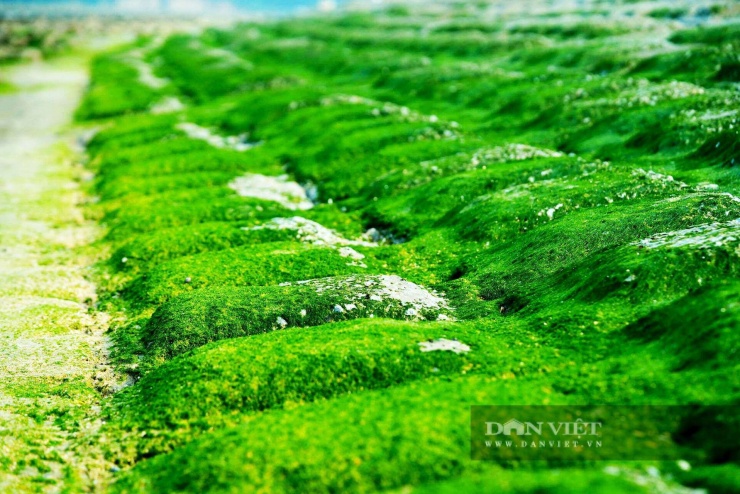 Lớp rêu phủ kín, liên kết thành dải liên tục, phân bố thành từng cụm rõ nét, tạo nên sắc xanh nổi bật trên nền xám của kè đá và màu nước biển.