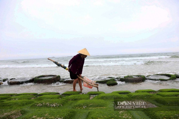 Người dân địa phương tìm đến bãi rêu xanh dọc kè biển Hà Tĩnh để khai thác hải sản.