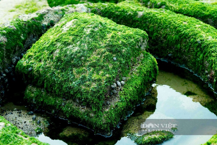 Bờ kè biển Thiên Cầm là nơi trú ẩn của nhiều loài động vật biển và hải sản, tạo nên một môi trường tự nhiên đầy màu sắc.