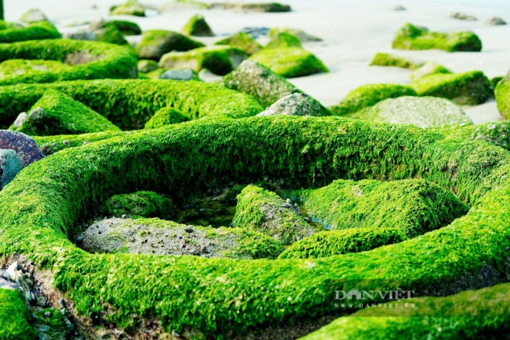 Theo người dân địa phương, rêu phát triển mạnh nhất từ tháng Giêng đến tháng Ba âm lịch.